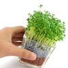 淘金币新槐 陶碳球负离子植栽（晴思草）心形草办公室迷你植物