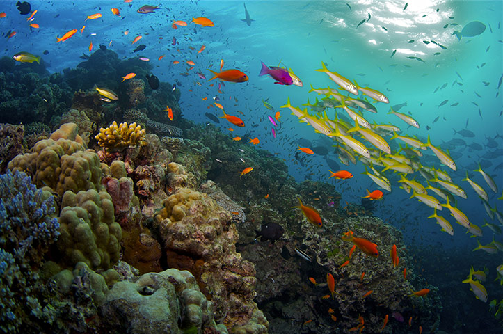 uump4.cc_【快传】英国广播公司：大堡礁.BBC.Great.Barrier.Reef.2012-720p.HDTV.x264