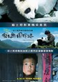 熊猫团圆路