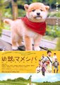 豆柴小犬