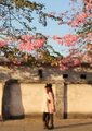 阿黄
