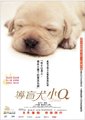 导盲犬小Q
