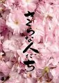 樱花般的人们