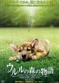 乌鲁鲁的森林物语