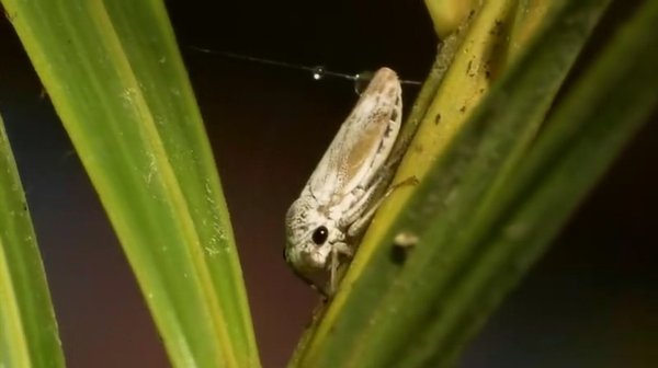 科教片昆虫联盟之大王国(中文字幕) - 科教节目