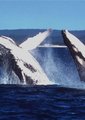 海洋巨物海报