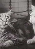 猫的私生活 海报