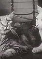 猫的私生活海报