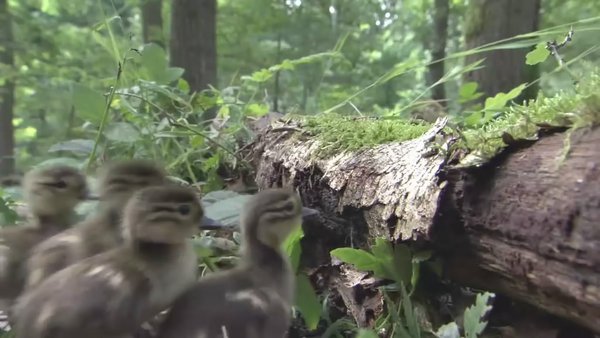 您的位置: 电驴大全 综艺 bbc:地球脉动 图片 > 查看图片 关注更新