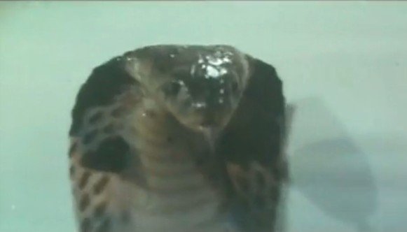 人蛇大战(Calamity of Snakes) - 电影图片 | 电影