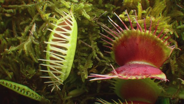 bbc:植物王国图片