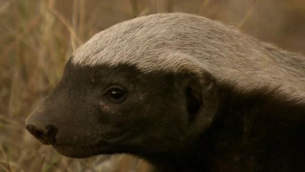 《美国公共电视网:自然:蜜獾:破坏大王》(pbs: nature: honey badgers