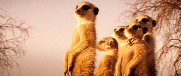 蒙哥(the meerkats) - 电影图片 | 电影剧照 | 高清