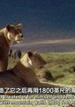 英国广播公司：非自然史记海报