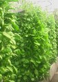 新型能源生态大棚
