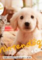任天猫狗：黄金猎犬与新朋友海报