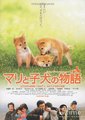 柴犬奇迹物语