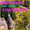 10分钟英语史 中英双语字幕 DVD