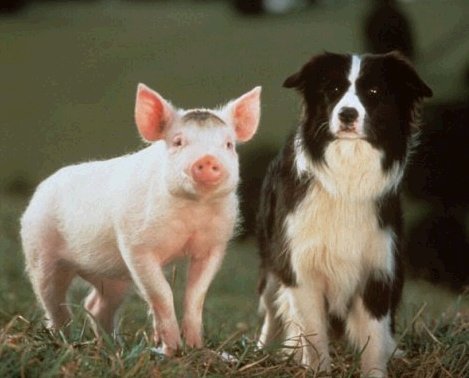 小猪宝贝2国语版,印度富豪豪宅,周迅真的怀孕