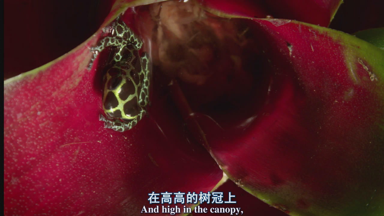 您的位置: 电驴大全 综艺 bbc:植物王国 图片 > 查看图片 关注更新