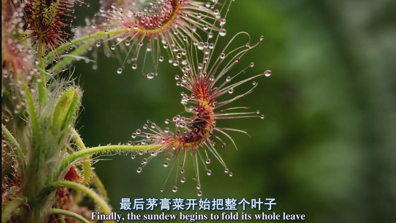 bbc:植物王国图片