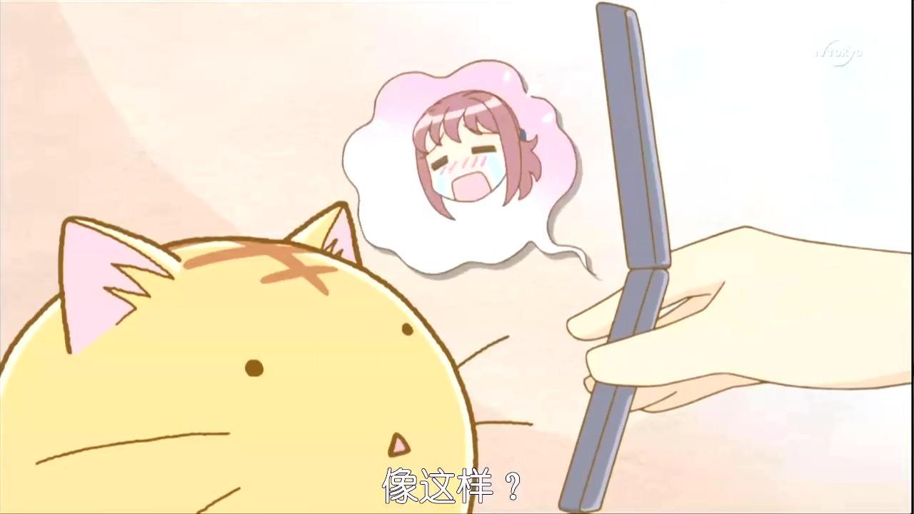 嘟嘟猫观察日记