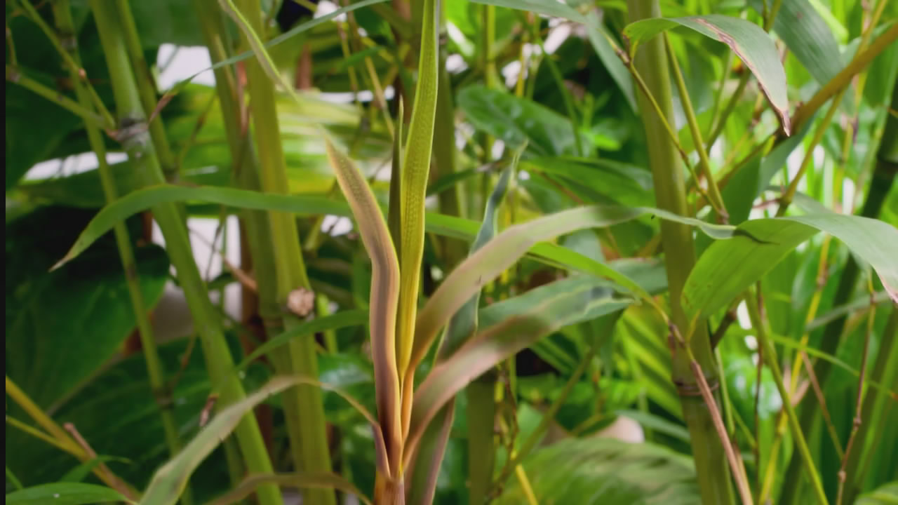 您的位置: 电驴大全 综艺 bbc:植物王国 图片 > 查看图片 关注更新