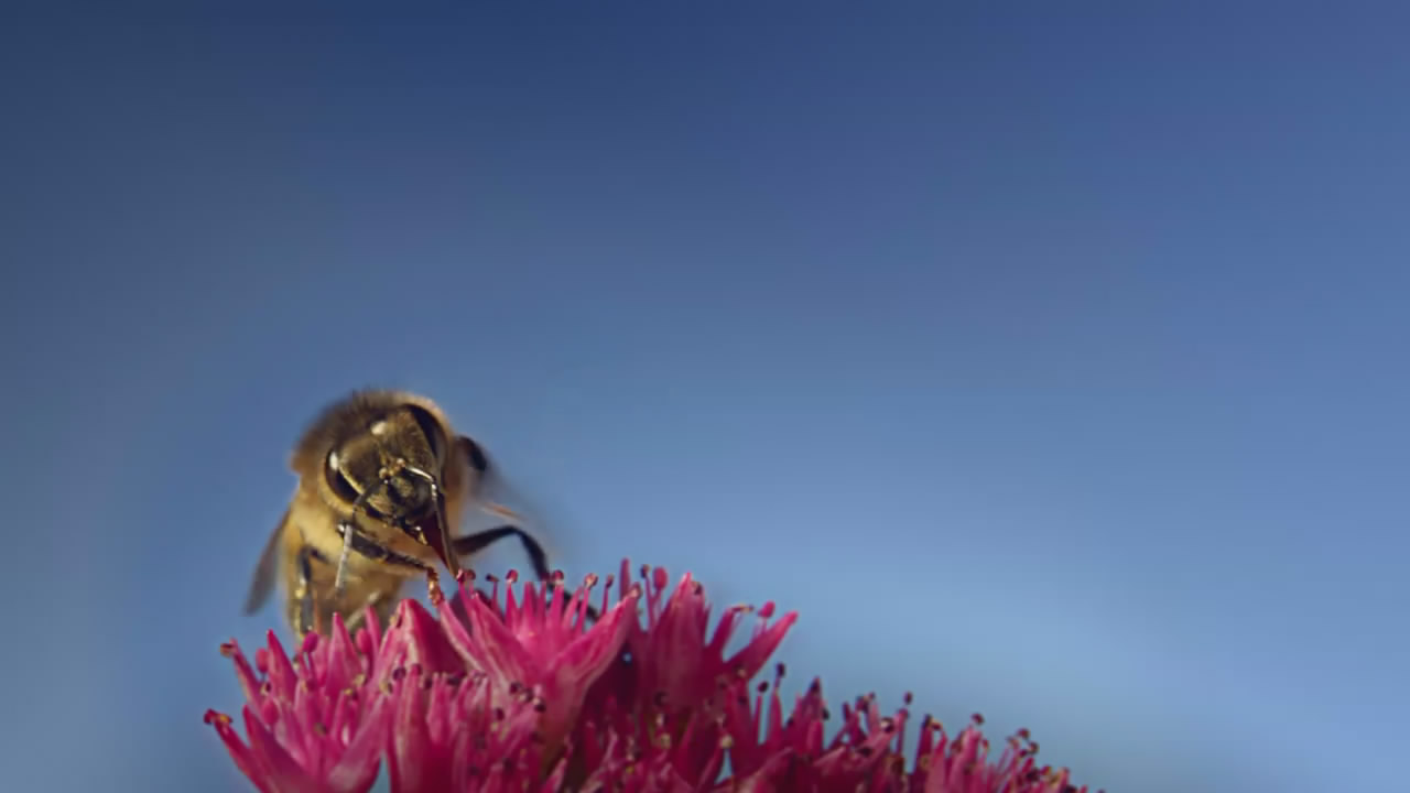 您的位置: 电驴大全 综艺 bbc:植物王国 图片 > 查看图片 关注更新