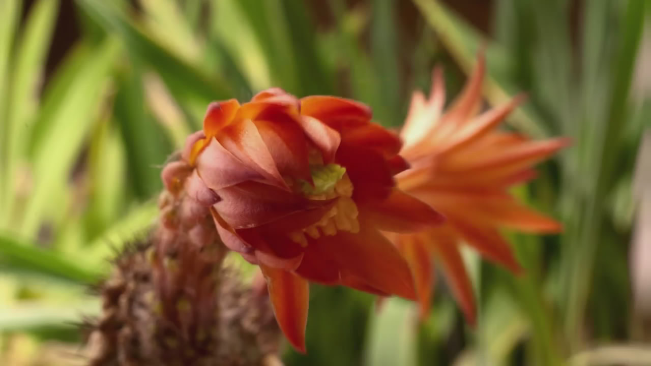 您的位置: 电驴大全 综艺 bbc:植物王国 图片 > 查看图片 关注更新