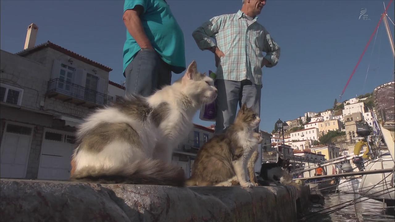 老大爷走猫步表情包