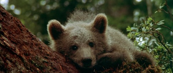 子熊故事(the bear) - 电影图片 | 电影剧照 | 高清海报 - verycd电驴