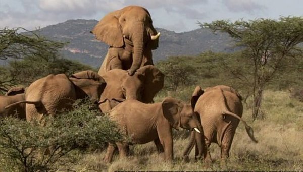 bbc:大象的别样世界