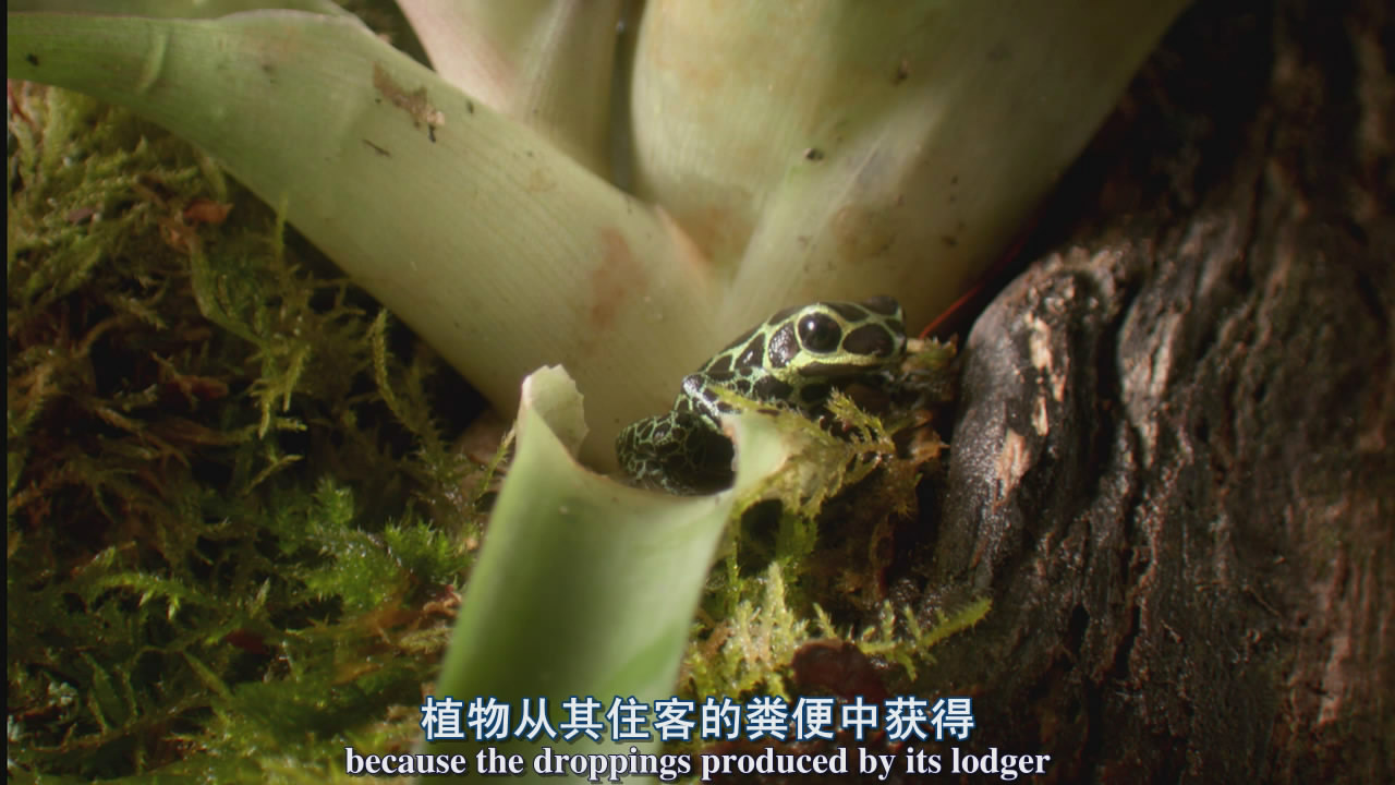 植物王国bbc图片