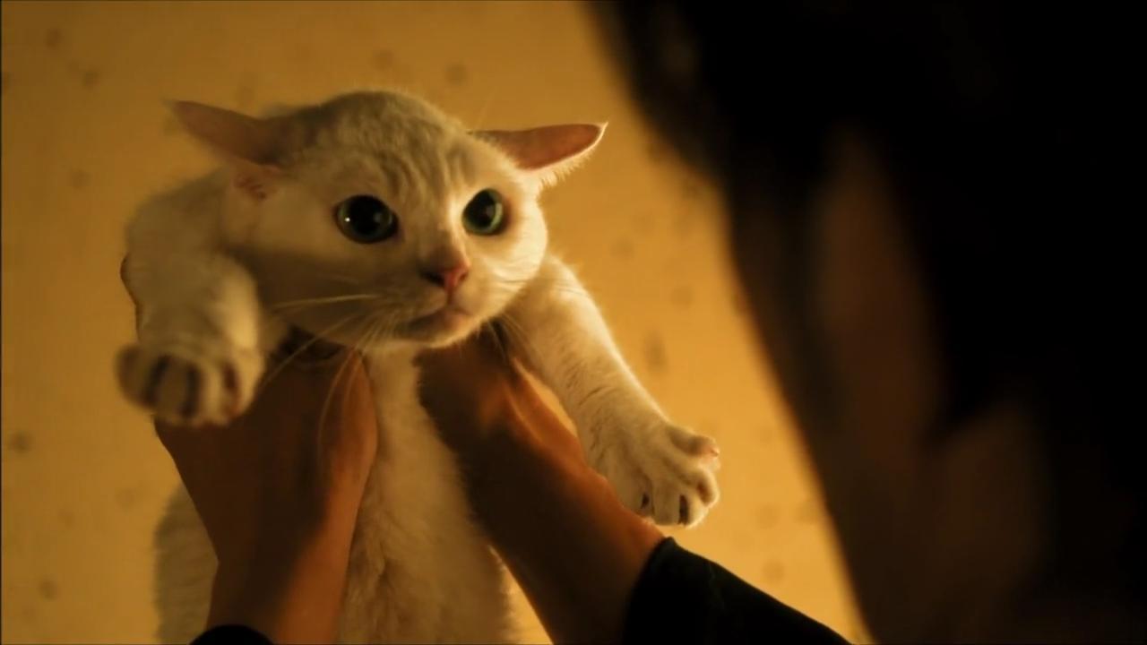 爱猫的人 推荐看看猫侍