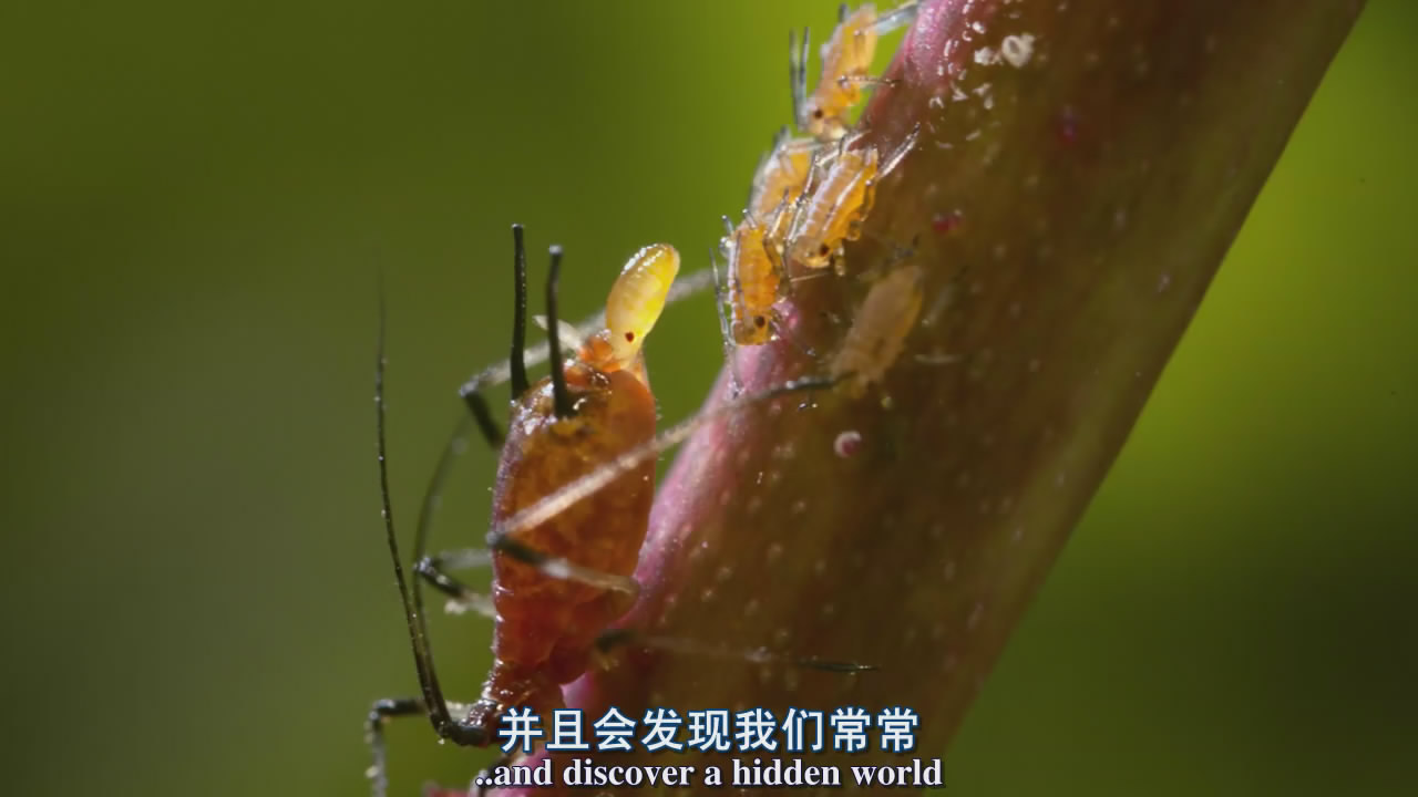 植物王国bbc图片