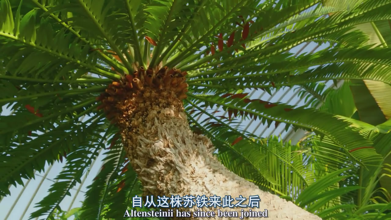 植物王国bbc图片